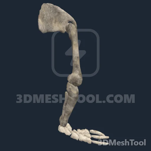 s_slothlimb02_collectable - hash 0xB881B719 / 3095508761: foto no RedM (RDR2)